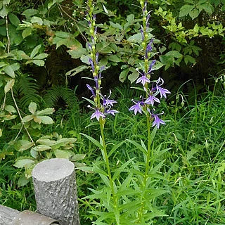サワギキョウ（花）の写真