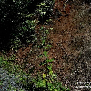 ヤマゼリ（花）の写真