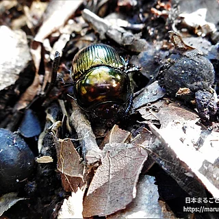 センチコガネの写真