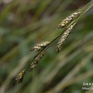 ナキリスゲ（花）の写真