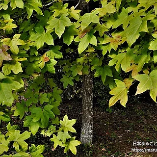 モミジバフウの写真
