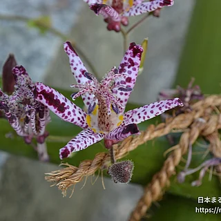 ホトトギス（花）の写真
