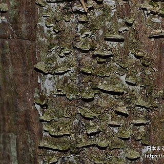 シックイタケ（花・実以外）の写真
