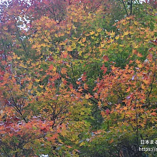 イロハモミジの写真