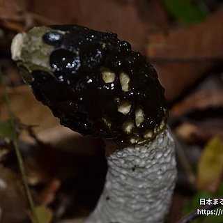スッポンタケ目の写真