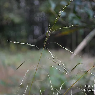アブラススキの写真