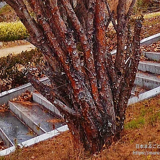 タギョウショウの写真