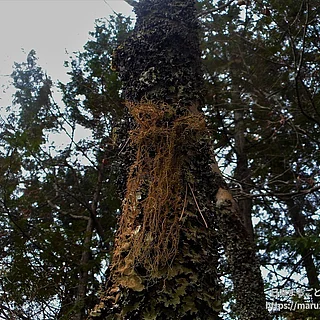アカサルオガセの写真
