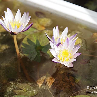 ムラサキシキブ（花）の写真
