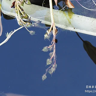 ミズアオイの写真