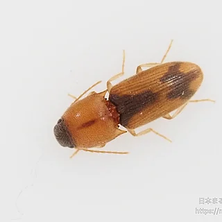 マダラチビコメツキの写真