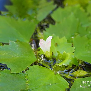 ヒメビシ（花）の写真