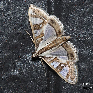 Glyphodes属の写真