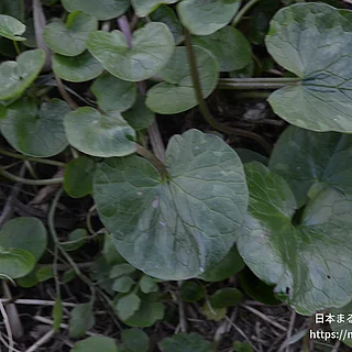 キクザキリュウキンカの写真