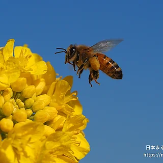 セイヨウミツバチの写真