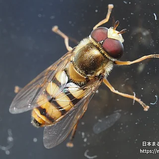 フタホシヒラタアブの写真