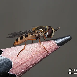 フタホシヒラタアブの写真