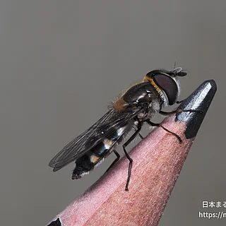 クロヒラタアブ属の写真