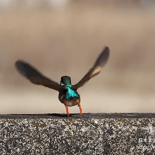 カワセミ（成体）の写真