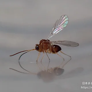 Alloxysta属の写真