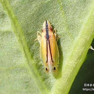 クロスジホソサジヨコバイの写真