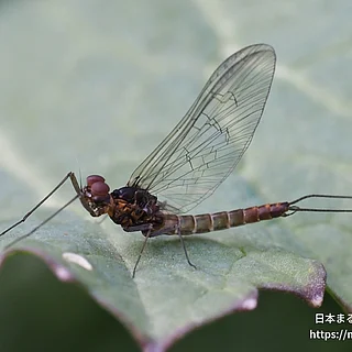 シロハラコカゲロウ（成虫）の写真