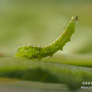 コマバムツボシヒラタアブの写真
