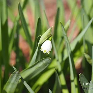 スノーフレーク（花）の写真