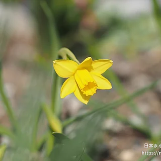 テータテート（花）の写真