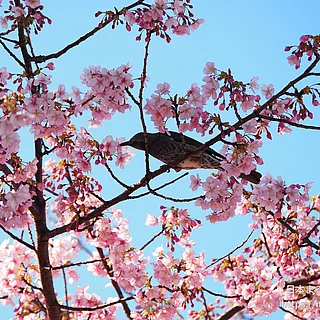 ヒヨドリの写真