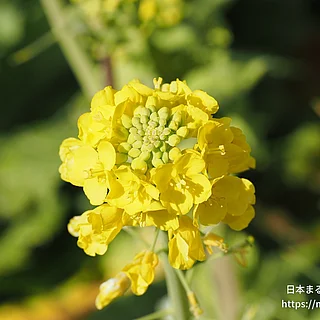 ハクサイ（花）の写真