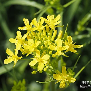 ミズナ（花）の写真