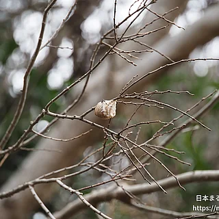 オオカマキリの写真
