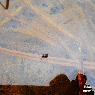 ミズギワカメムシ科の写真