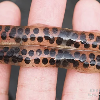 アズマヒキガエルの写真