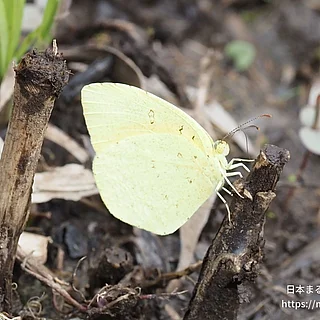 キタキチョウの写真