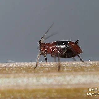 タイワンヒゲナガアブラムシの写真