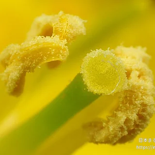 ミズナ（花）の写真