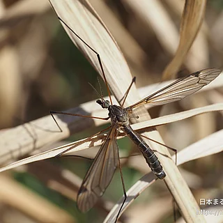 キリウジガガンボ（成虫）の写真