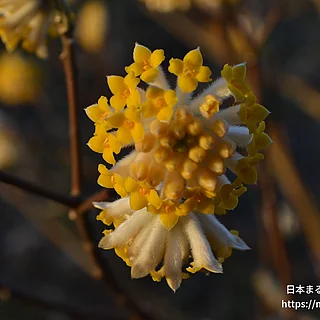 ミツマタ（花）の写真
