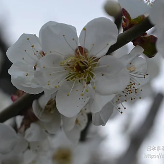 ウメ（花）の写真
