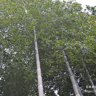 モウソウチクの写真