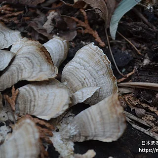 アラゲニクハリタケの写真
