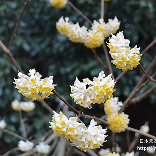 ミツマタ（花）の写真