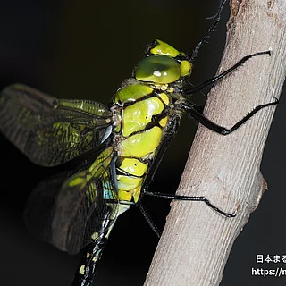 クロスジギンヤンマ（成虫）の写真