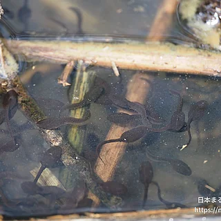 アズマヒキガエルの写真