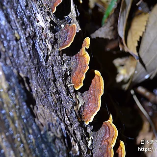 チャウロコタケの写真