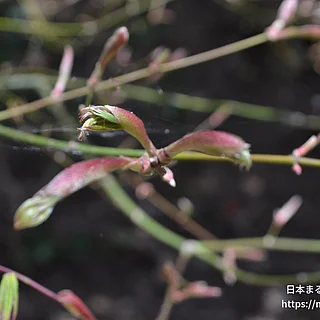 イロハモミジの写真