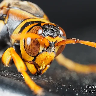 セグロアシナガバチ（成虫）の写真