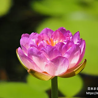 クイーンシリキット（花）の写真